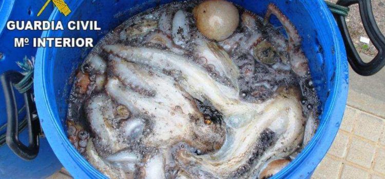 Incautados 250 kilogramos de pulpo y salmonete inmaduro en Benicarló y Vinaròs