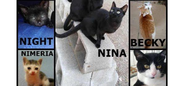 Una nueva asociación entrega gatos en adopción