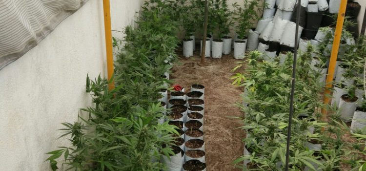 Desmantellada una plantació de cannabis en la calle R.Maria Molas de Vinaròs