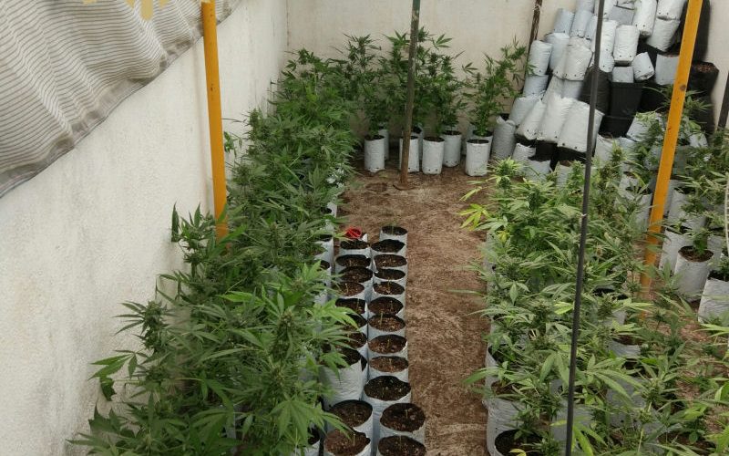 Desmantellada una plantació de cannabis en la calle R.Maria Molas de Vinaròs
