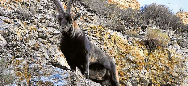 El gran macho montés morellano
