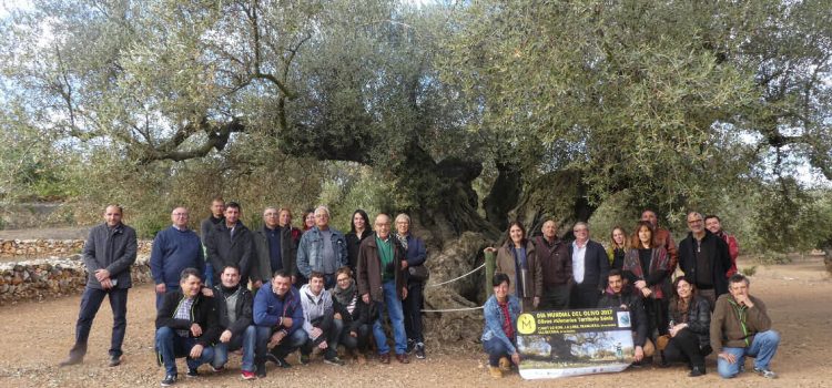 Bona collita 2017 de les oliveres mil·lenàries