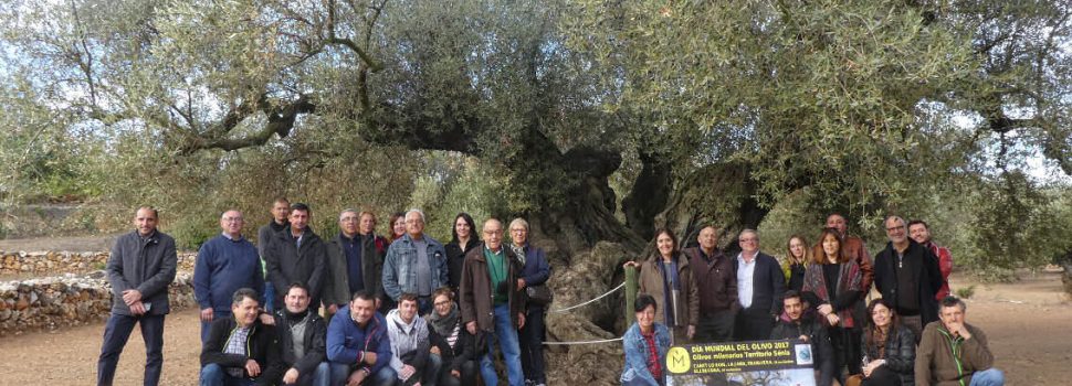 Bona collita 2017 de les oliveres mil·lenàries