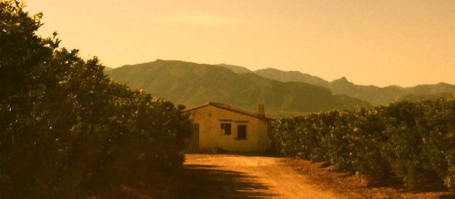 Soldebre posa en marxa una web per a vendre mandarines i taronges 