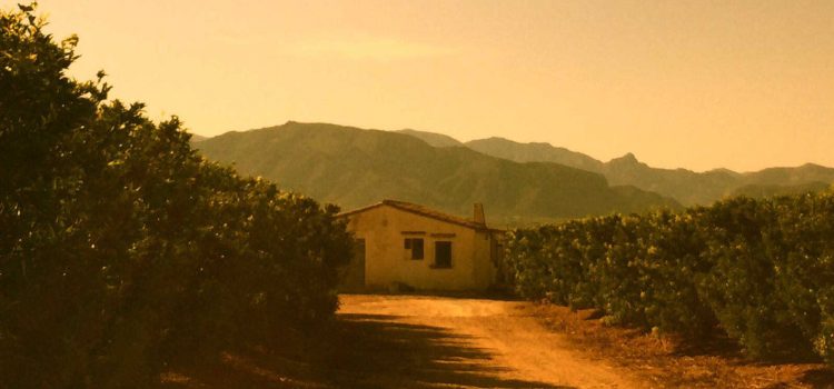 Soldebre posa en marxa una web per a vendre mandarines i taronges