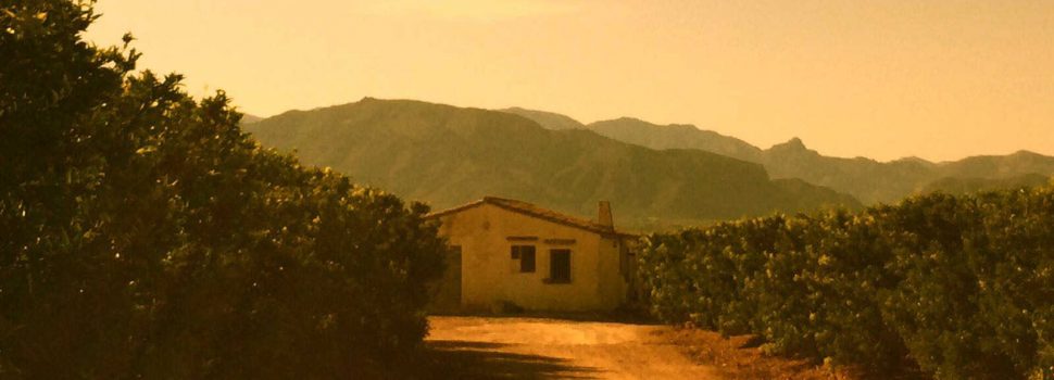 Soldebre posa en marxa una web per a vendre mandarines i taronges 