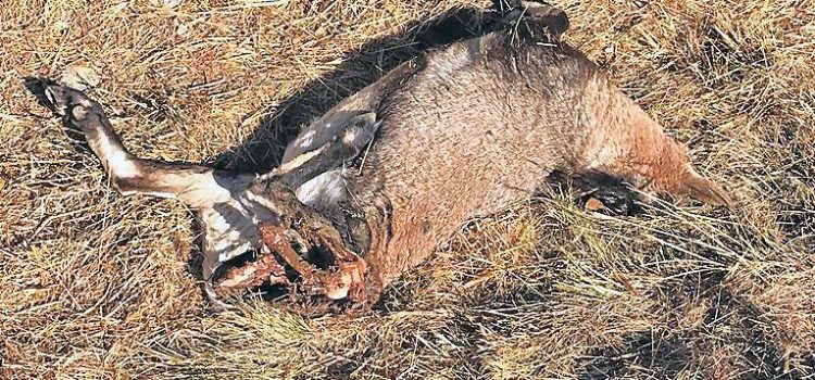 Cazada y decapitada por furtivos una cabra hispánica en Els Ports
