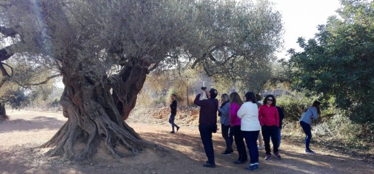El Territorio Sénia identifica seis nuevos olivos que superan los mil años