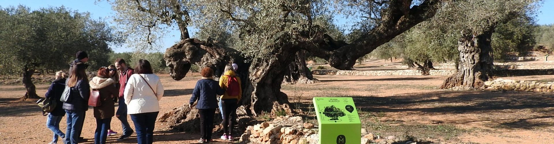 Un passeig en vídeo per les oliveres mil·lenàries