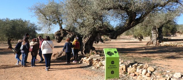 Un passeig en vídeo per les oliveres mil·lenàries