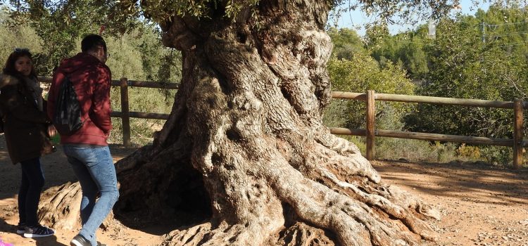 De ruta por los olivos milenarios