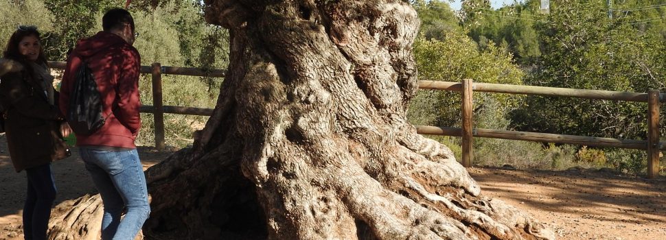 De ruta por los olivos milenarios