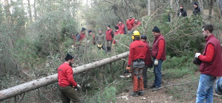 Forcall inicia els preparatius de la Santantonà amb la tala del maio