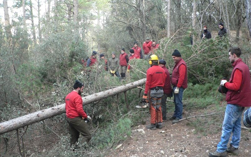 Forcall inicia els preparatius de la Santantonà amb la tala del maio