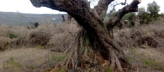 Denuncien la preparació per a ser arrencades d’oliveres mil·lenàries a Ulldecona