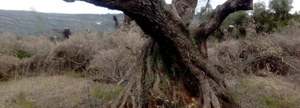Denuncien la preparació per a ser arrencades d’oliveres mil·lenàries a Ulldecona