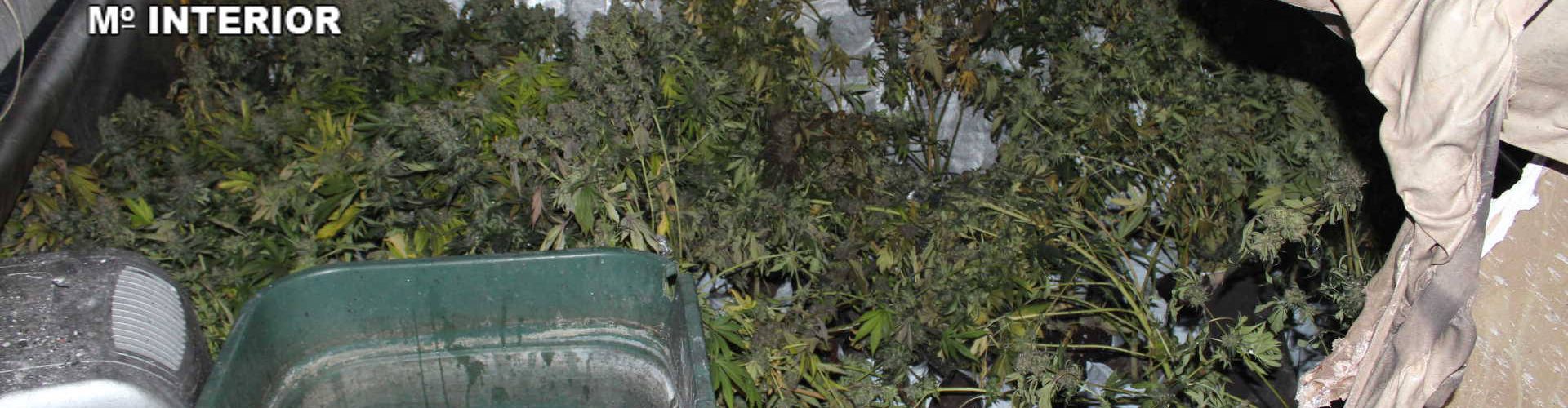 Dos detenidos y 9 kg. de cogollos de marihuana incautados tras el incendio de Vinaròs