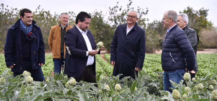La Diputación fomenta la calidad de la alcachofa de Benicarló como producto emblemático