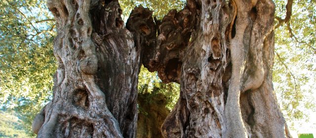 Augmenta l’interés per visitar les oliveres mil·lenàries