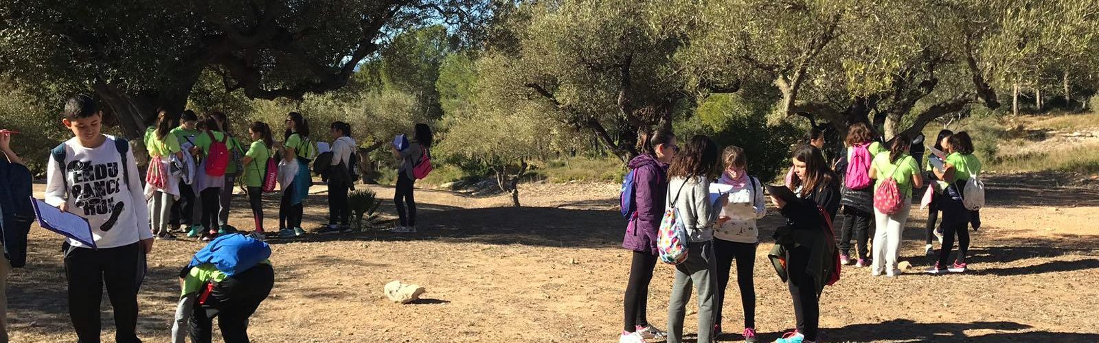Les oliveres de l’ermita, “a revisió” pels escolars de l’Assumpció