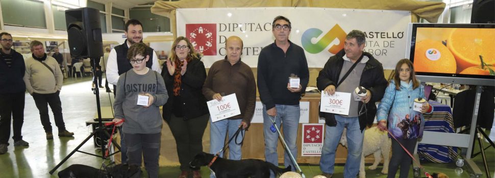 Èxit de la XV Mostra de la Trufa Negra del Maestrat Castelló Ruta de Sabor