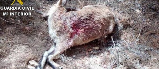 La Guardia Civil interviene en la captura irregular de cabras hispánicas en Catí