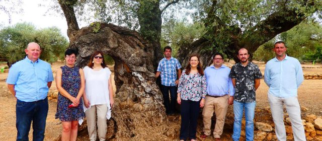 Pregunta al Parlament Europeu sobre les oliveres mil·lenàries del Territori Sénia