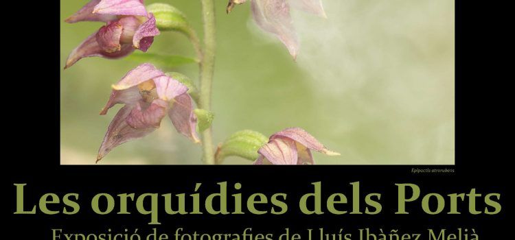 Exposició fotografies d’orquídies dels Ports a Vallibona