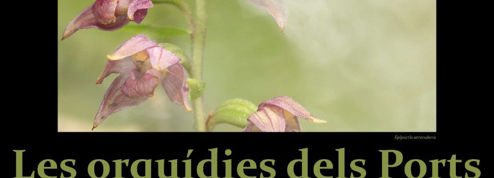 Exposició fotografies d’orquídies dels Ports a Vallibona