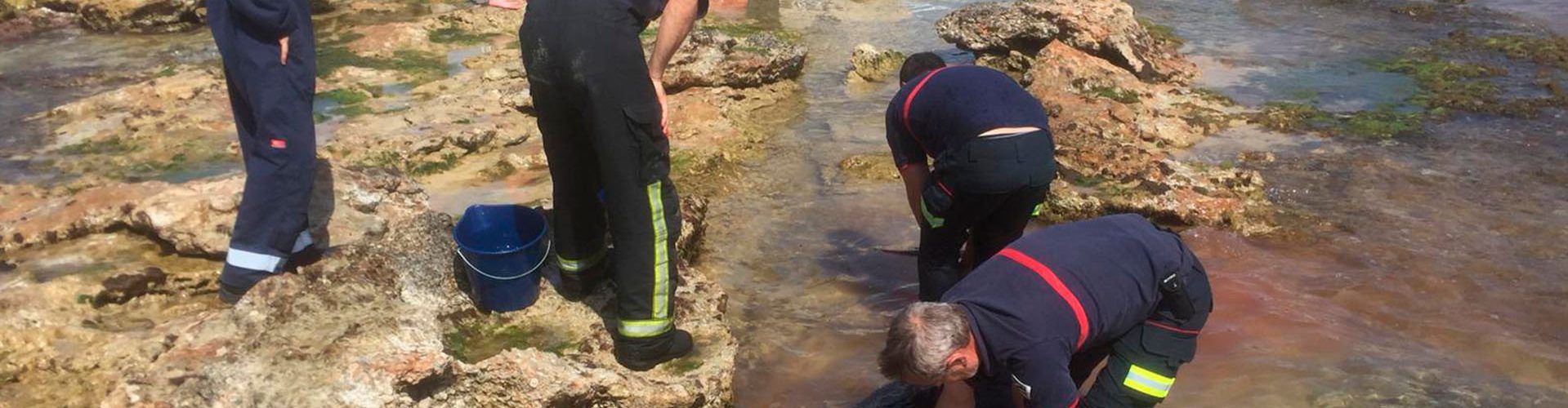 Rescate de un delfín en Benicarló