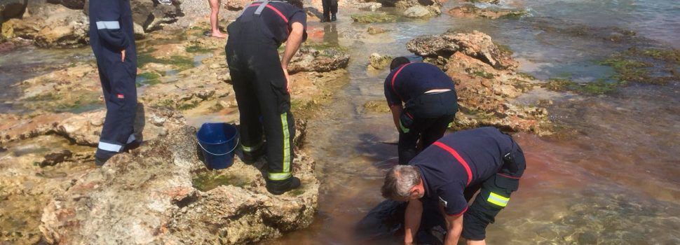 Rescate de un delfín en Benicarló