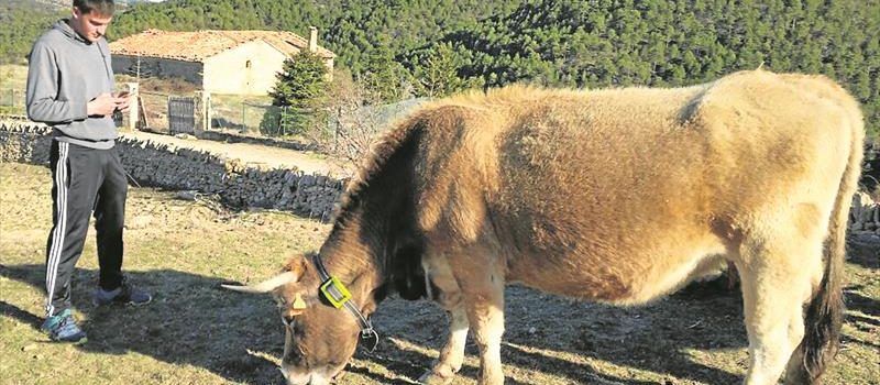 Els Ports vigila las vacas con GPS