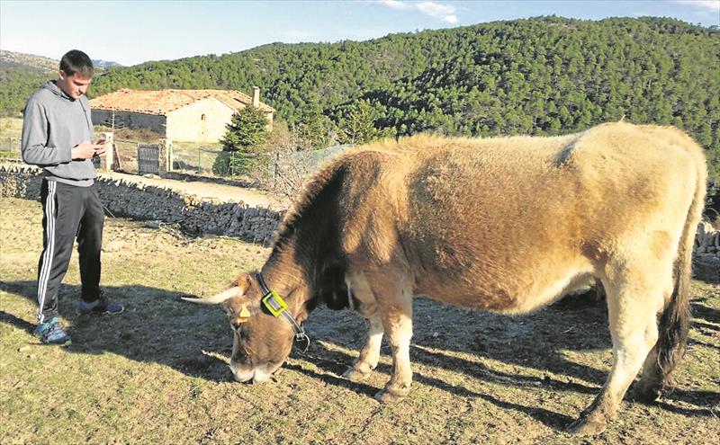 Els Ports vigila las vacas con GPS