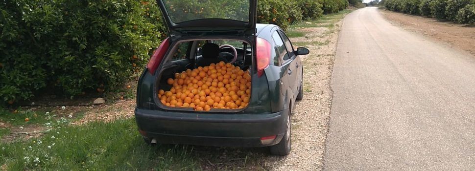 Intervienen 160 kg de naranjas robadas en Benicarló