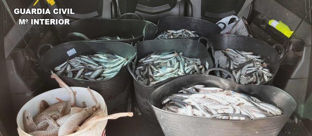 53 kilos de boquerones incautados en el puerto pesquero de Benicarló