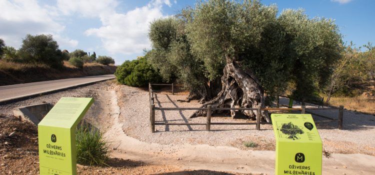 La Diputación favorece la conservación de los 198 arboles monumentales de la provincia