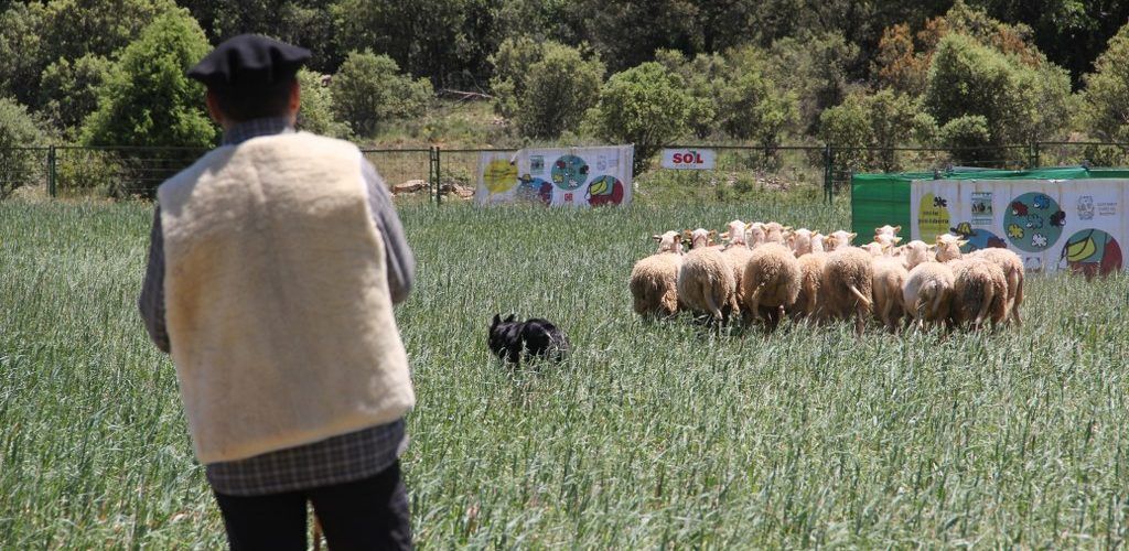 Julio Bayot, pastor d’Ares, tercer en el concurs de Gos d’Atura a Girona
