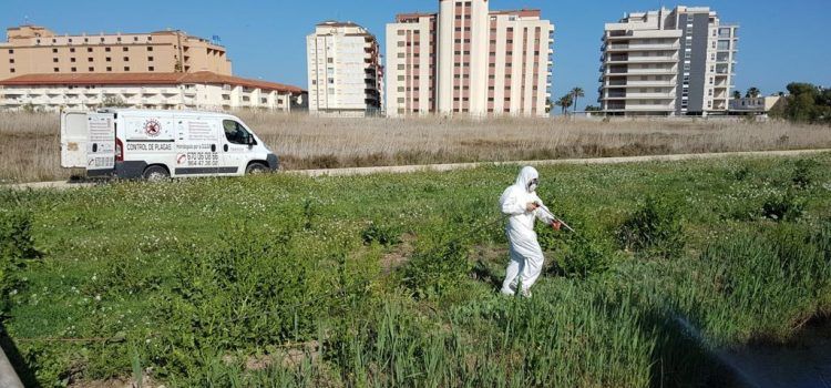 Peñíscola finaliza el primer mes de tareas para el control de plagas