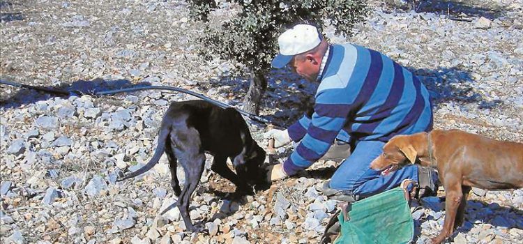 El “oro negro”, hasta los 1.200 euros el kilo por la escasa producción