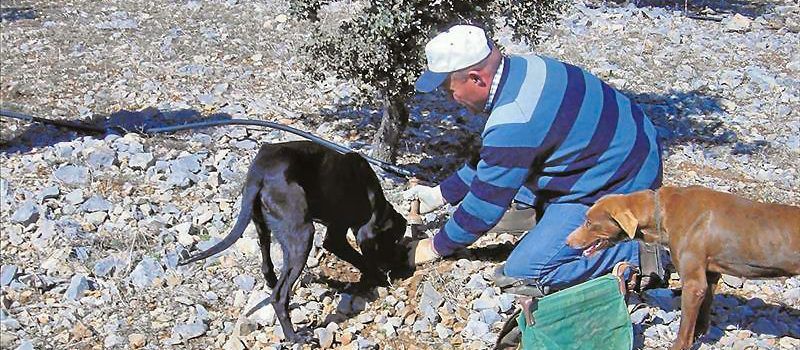 El “oro negro”, hasta los 1.200 euros el kilo por la escasa producción