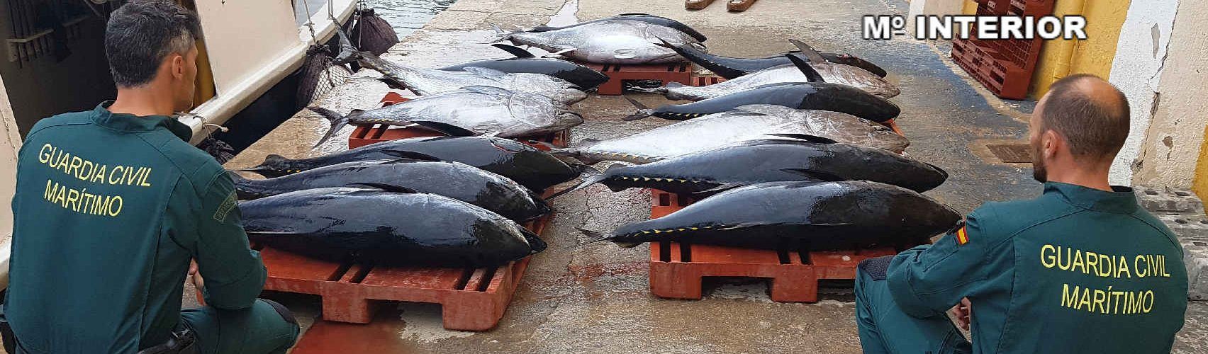 Incautados 612 kilogramos de atún rojo sin declarar cerca de Peñíscola