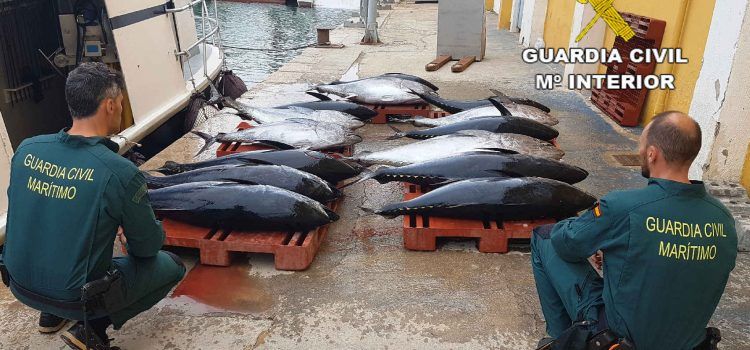 Incautados 612 kilogramos de atún rojo sin declarar cerca de Peñíscola