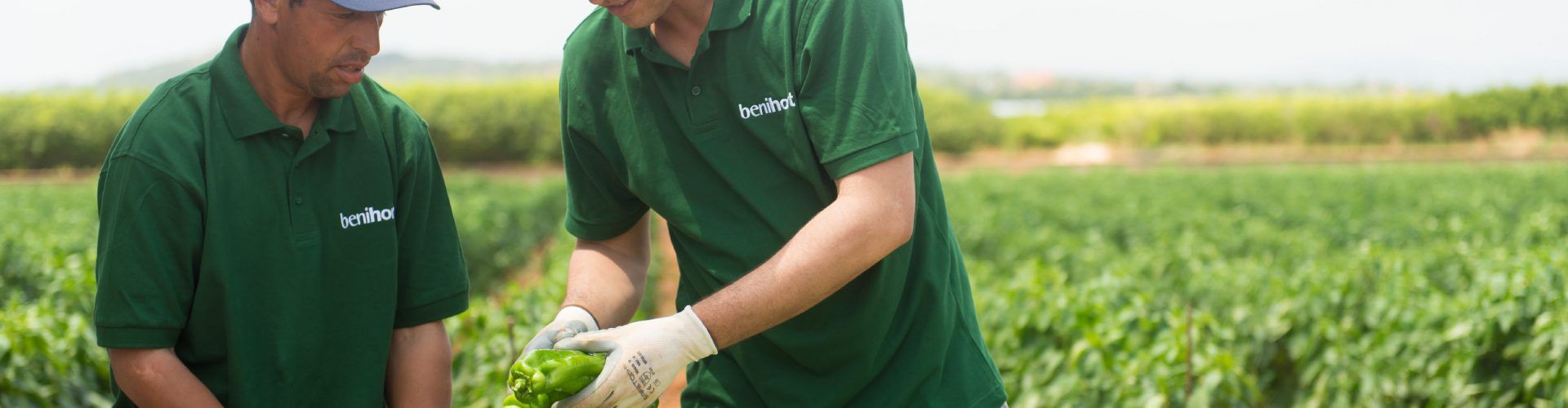 La producción ecológica despega en Benihort