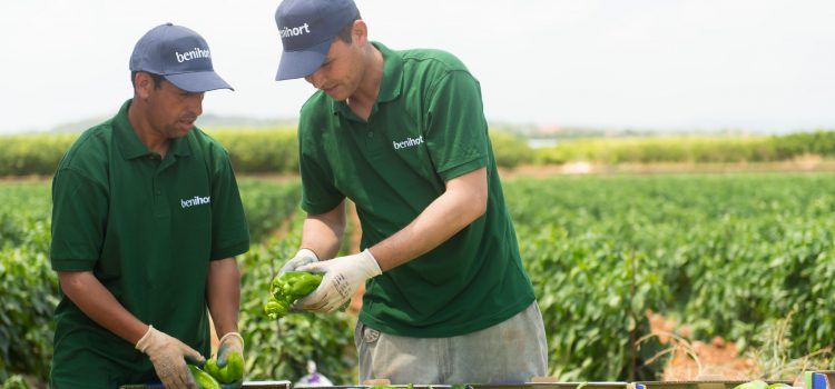 La producción ecológica despega en Benihort
