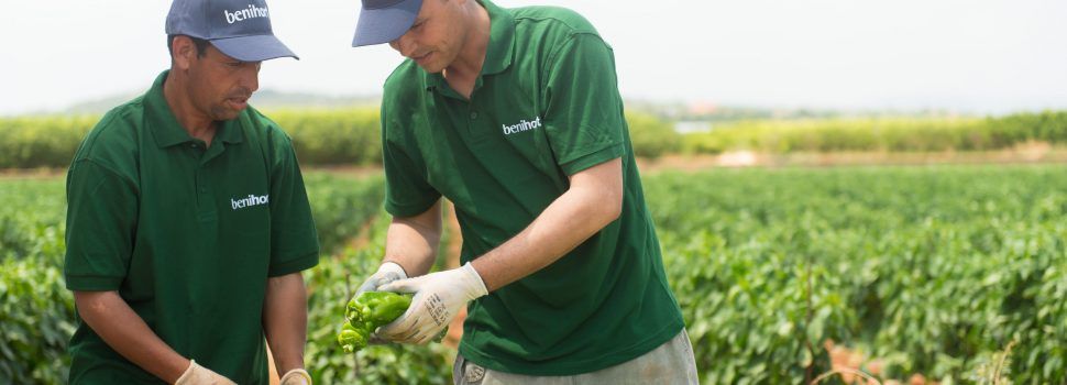 La producción ecológica despega en Benihort