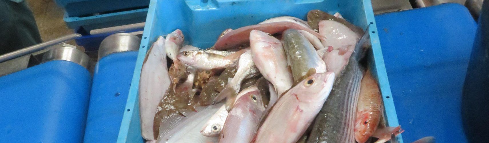 El DEPRONA interviene una partida de pescado fuera de lonja