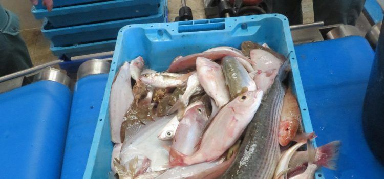 El DEPRONA interviene una partida de pescado fuera de lonja