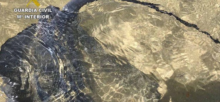 La Guardia Civil rescata a una manta-raya herida en aguas de Alcossebre