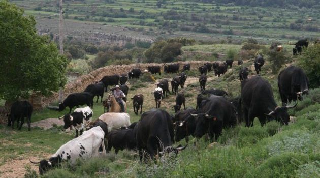 Los ganados trashumantes de ovino, caprino y vacuno atraviesan varias provincias
