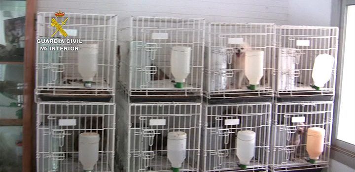 Intervenidos 397 perros de raza en un centro de cría ilegal situado en el término de Vinaròs